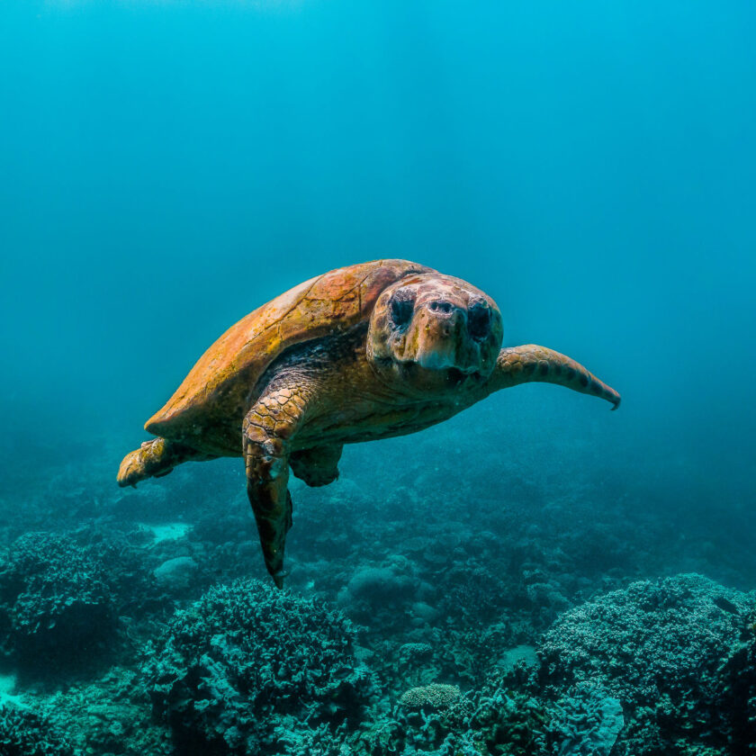 Generar conocimiento científico relacionado con los riesgos asociados al cambio global en los sistemas naturales marinos de la Red de Parques Nacionales.